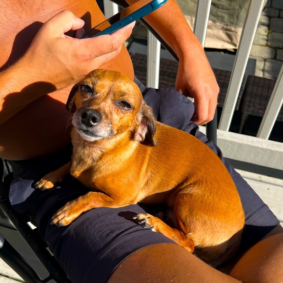 Joe - Picture 1 of 1